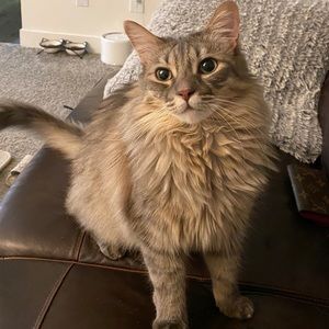 Meet your Posher, Nikki